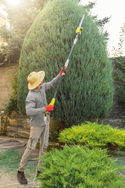 Leaf Removal in Sangaree, SC